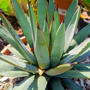 Agáve (Agave) ‘LITTLE PENGUIN’ - výška 15-20 cm, Ø 20-30 cm, kont. C6L (-5°C)